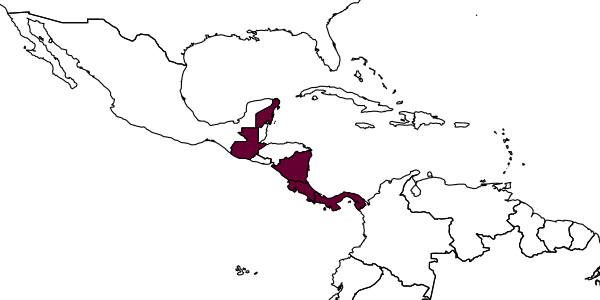 map of Incastigmus zephyrus     Finnamore, 2002